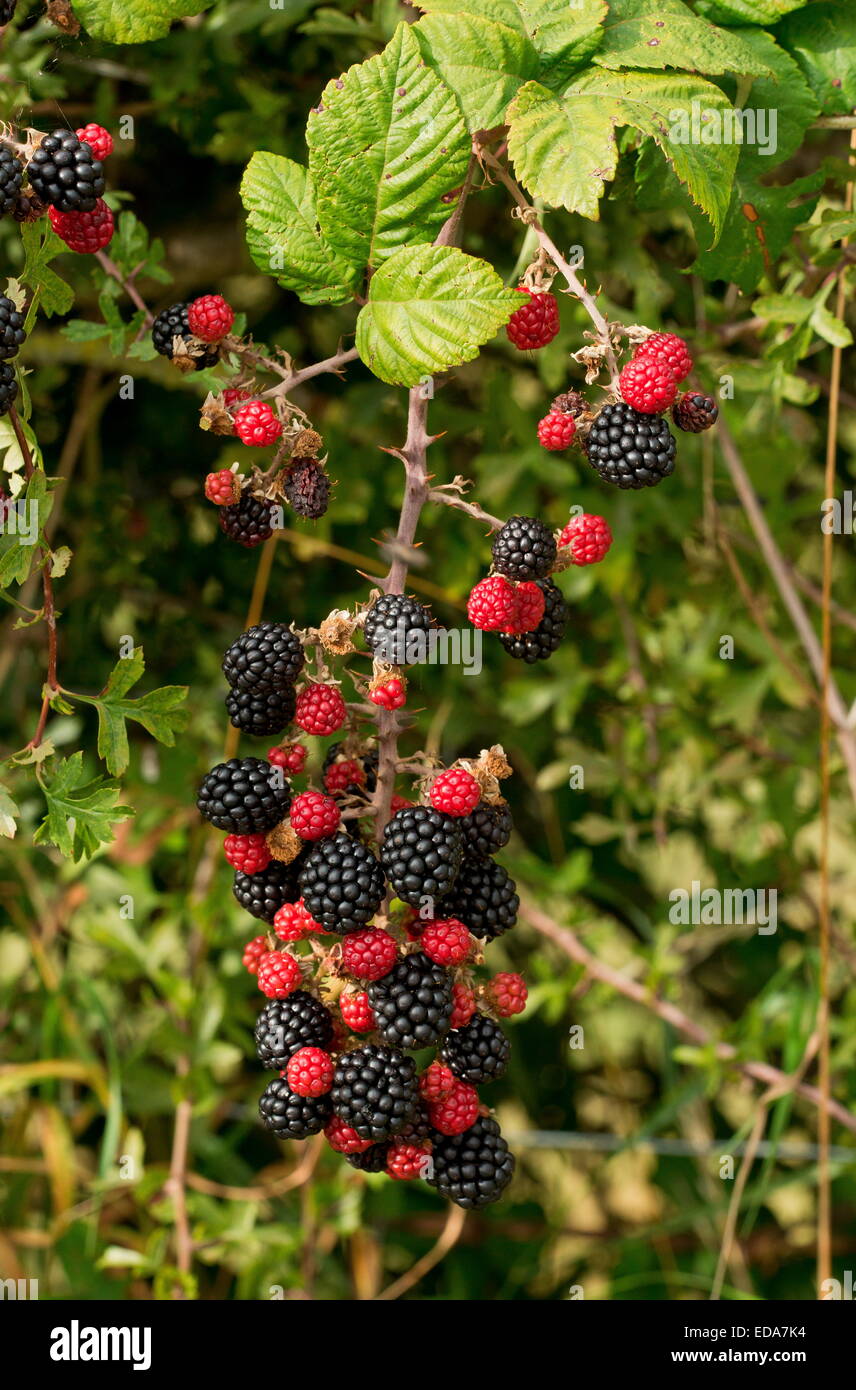 Ripe blackberries, Rubus fruticosus in hedgerow. Dorset. Stock Photo