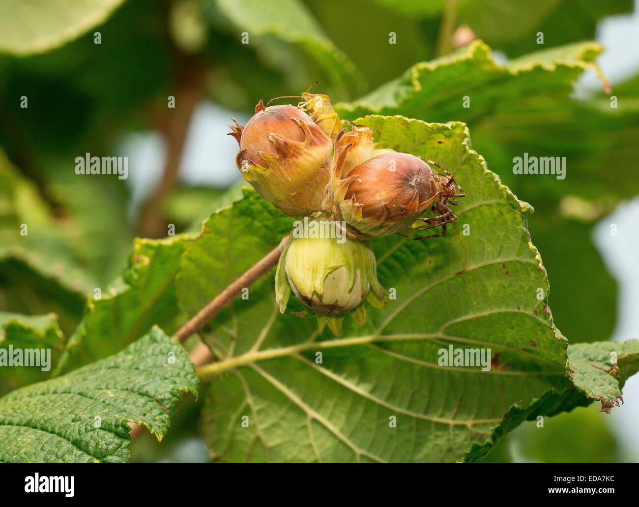 Hazelnuts corylus avellana hires stock photography and images Alamy