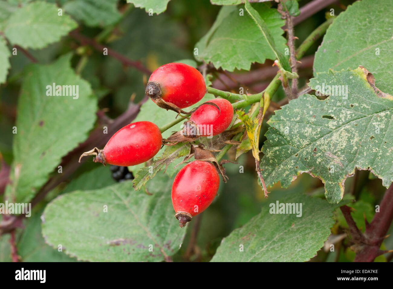 Rose-hips, Rosa sp, ripe in autumn. Dorset. Stock Photo