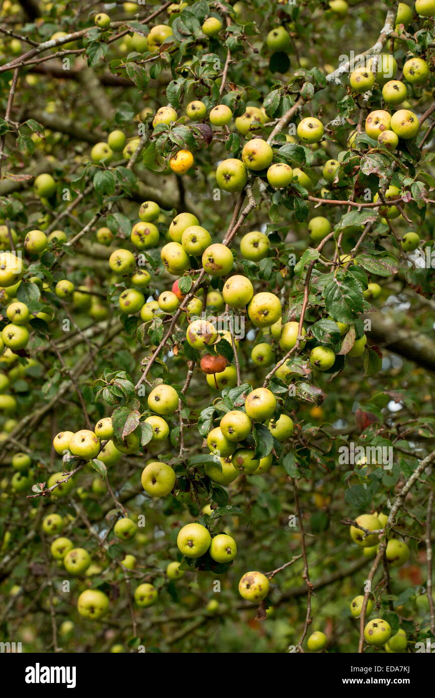 Ripe wild Crab Apples, Malus sylvestris in the New Forest. Autumn. Stock Photo