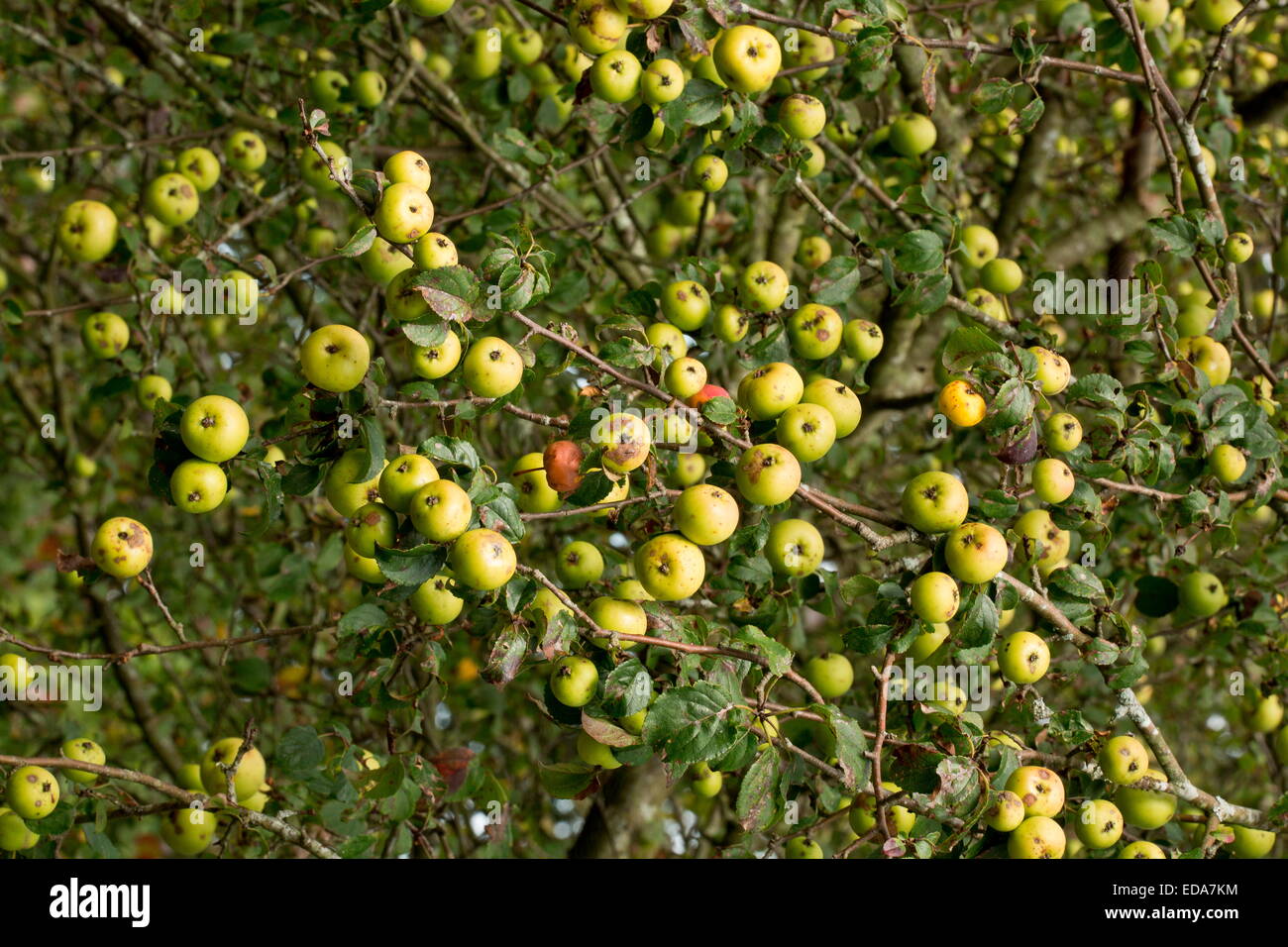 Ripe wild Crab Apples, Malus sylvestris in the New Forest. Autumn. Stock Photo