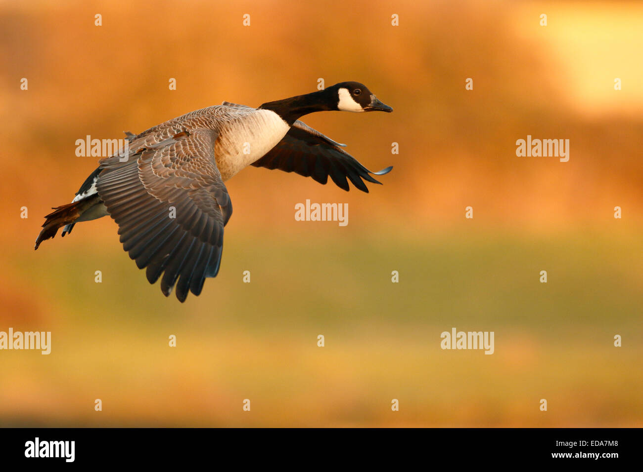 Canada goose flying hi-res stock photography and images - Alamy