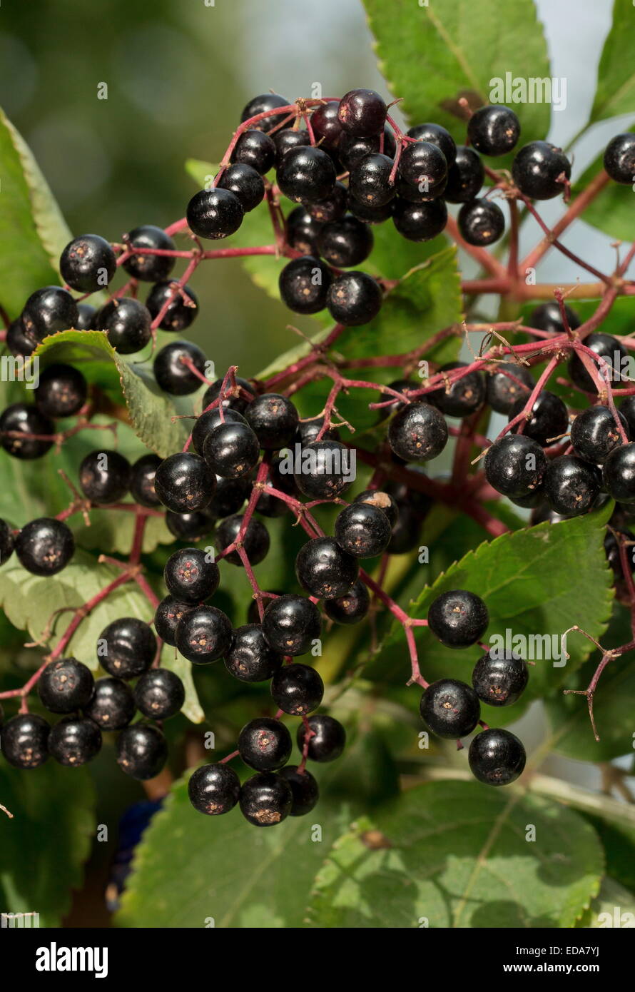 Ripe elderberries, Sambucus nigra in autumn. Stock Photo