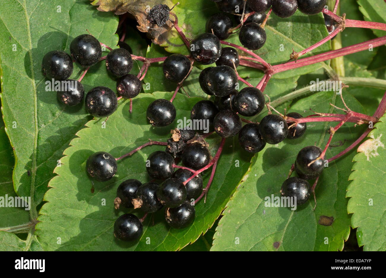 Ripe elderberries, Sambucus nigra in autumn. Stock Photo