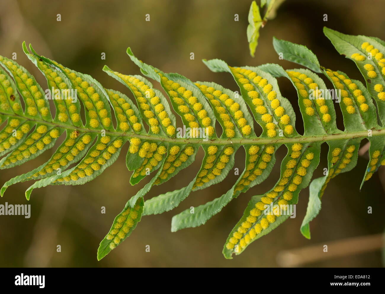 Fertile frond of Intermediate Polypody, in the East Lyn River valley, Exmoor National Park, Devon. Stock Photo