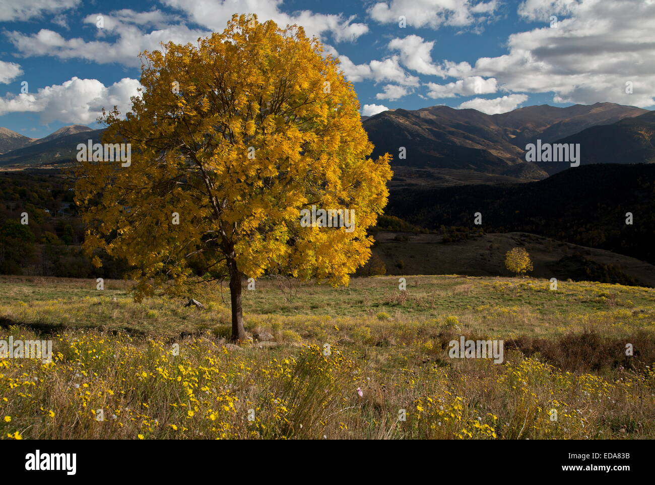 Ash trees in autumn in the eastern Pyrenees near Font Romeu, France. Stock Photo