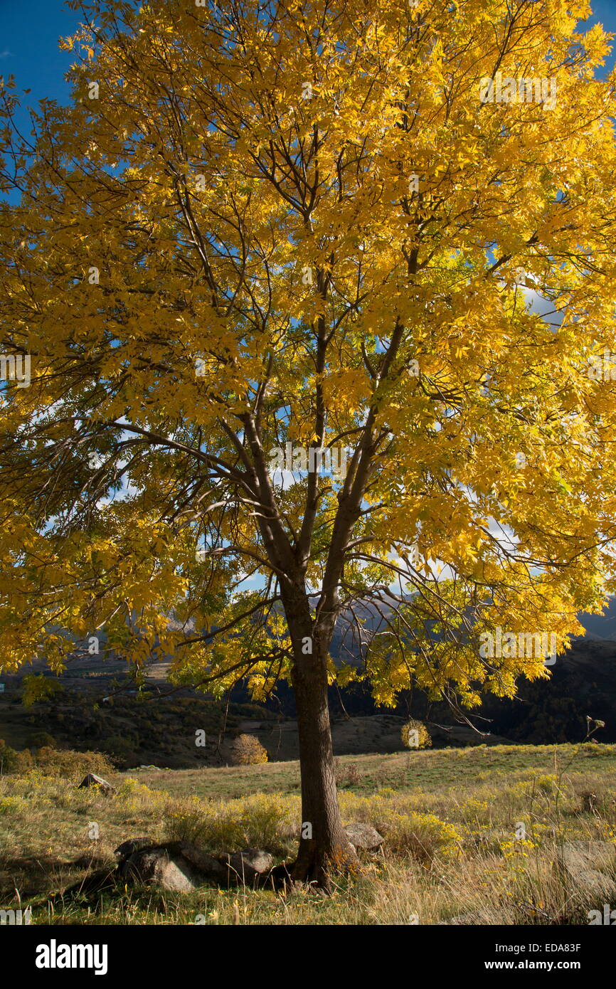 Ash tree in autumn in the eastern Pyrenees near Font Romeu, France. Stock Photo