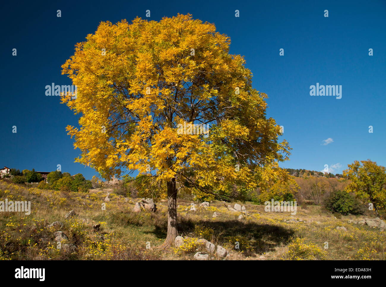 Ash tree in autumn in the eastern Pyrenees near Font Romeu, France. Stock Photo