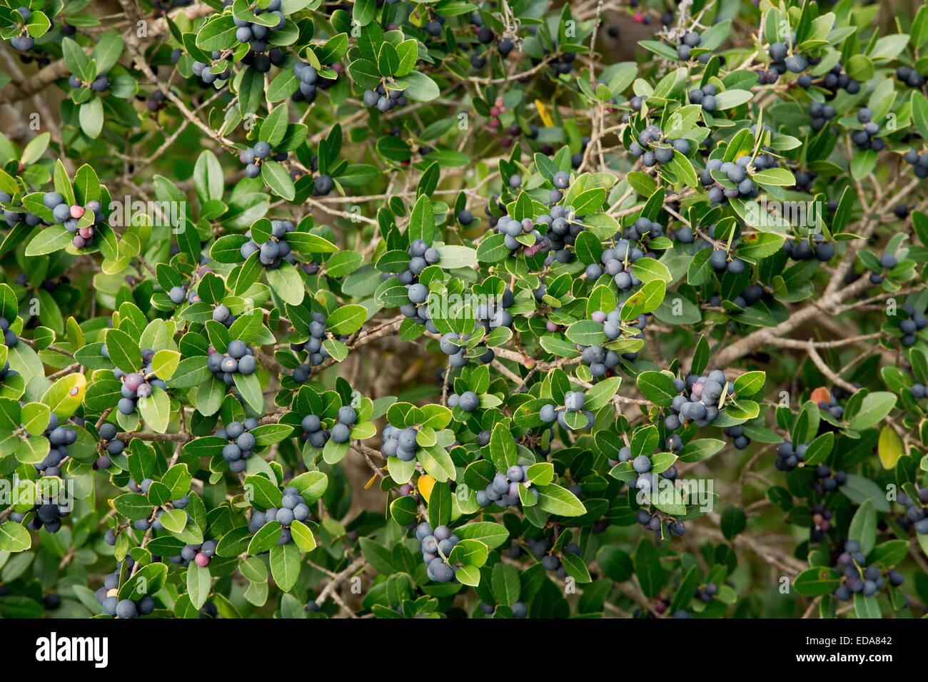 Mediterranean Buckthorn, Rhamnus alaternus in fruit in autumn, south-west France. Stock Photo