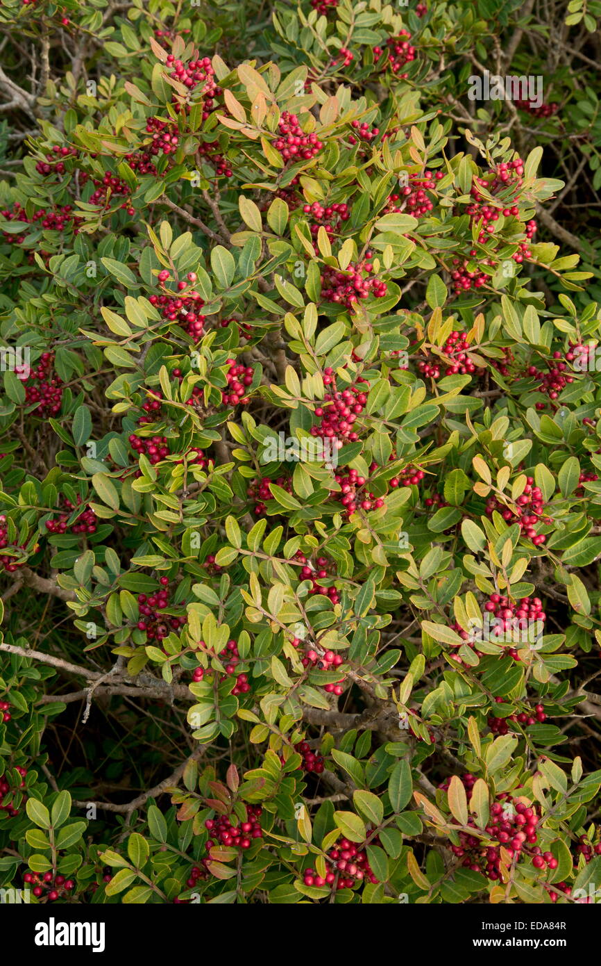 Lentisc, or Mastic, Pistacia lentiscus in fruit; mediterranean France. Stock Photo