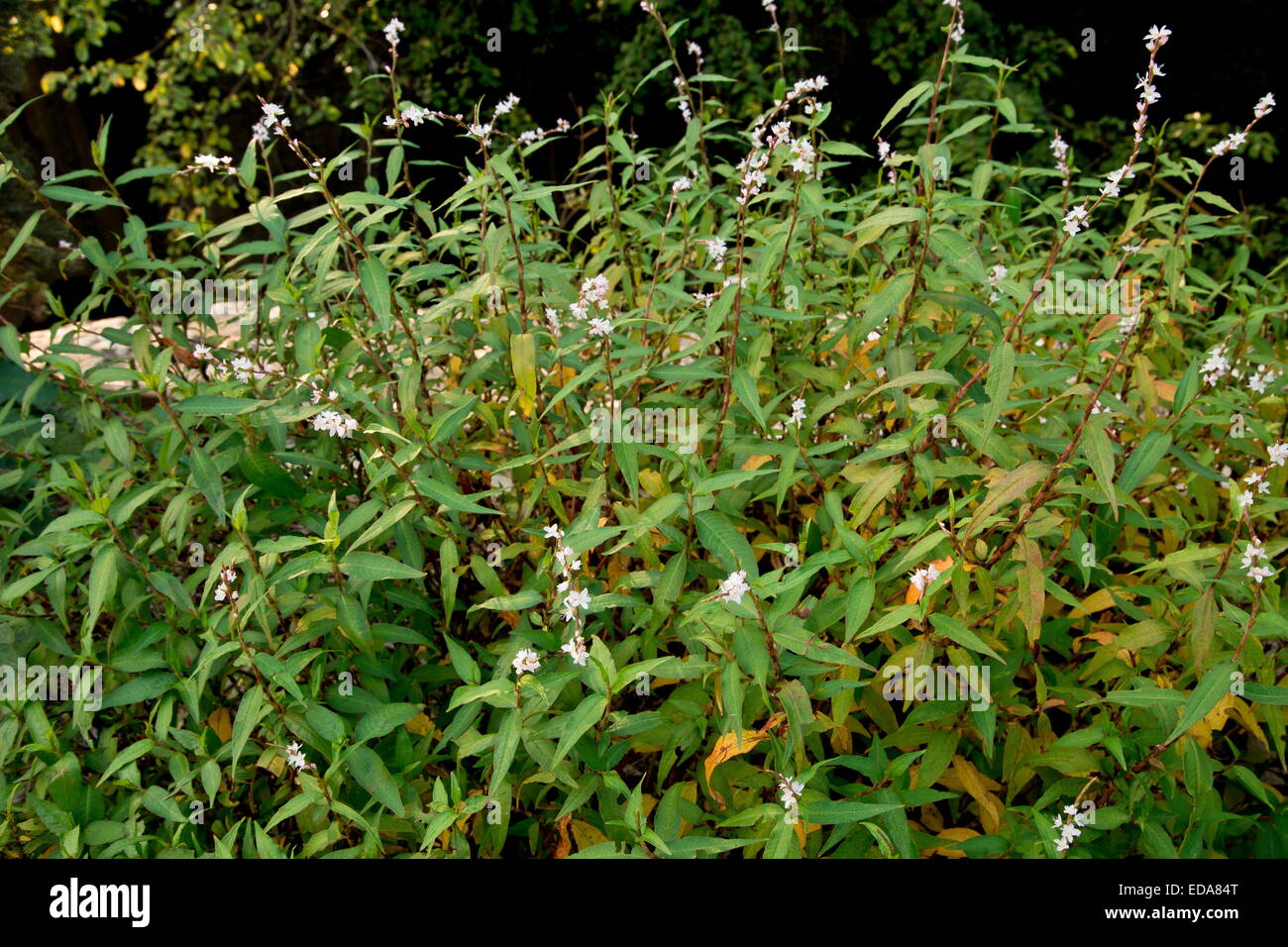 Vietnamese coriander, Persicaria odorata in cultivation. Herb used in