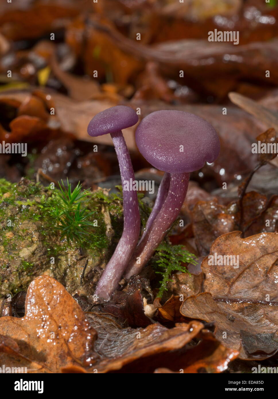 Clump of Amethyst Deceiver, Laccaria amethystina in shady woodland, Wilts. Stock Photo