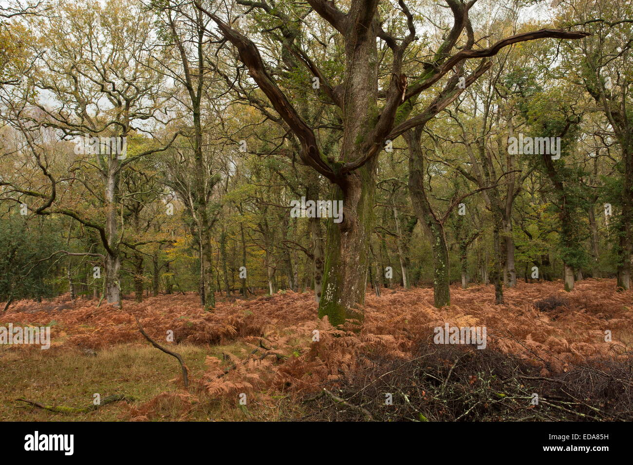Langley Wood NNR oak woodland in autumn. Wilts. Stock Photo