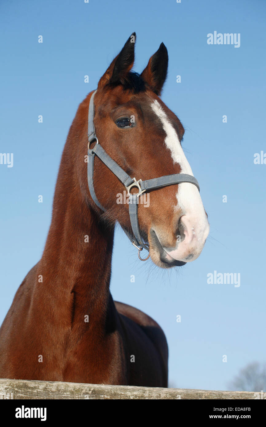 Horses horses headshot head shot portrait hi-res stock photography and ...