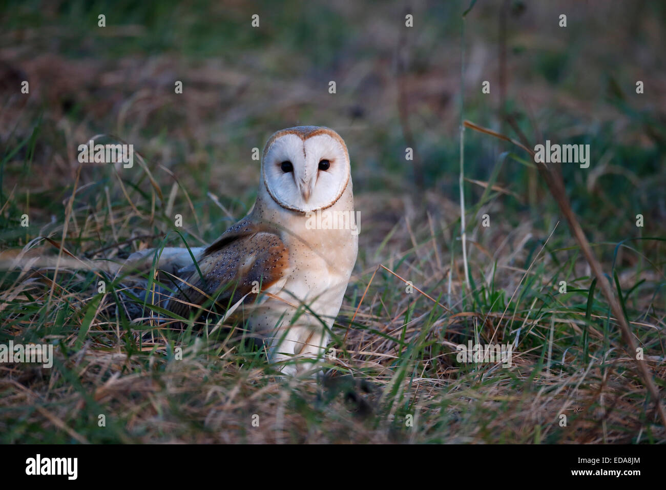 Barn owl, Tyto alba, single bird in grass, Norfolk, January 2015 Stock Photo