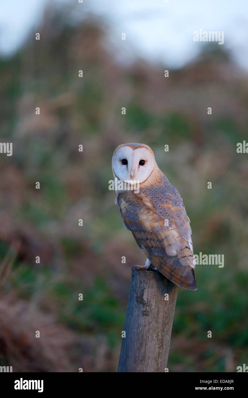 Barn owl, Tyto alba, single bird on post, Norfolk, January 2015 Stock Photo