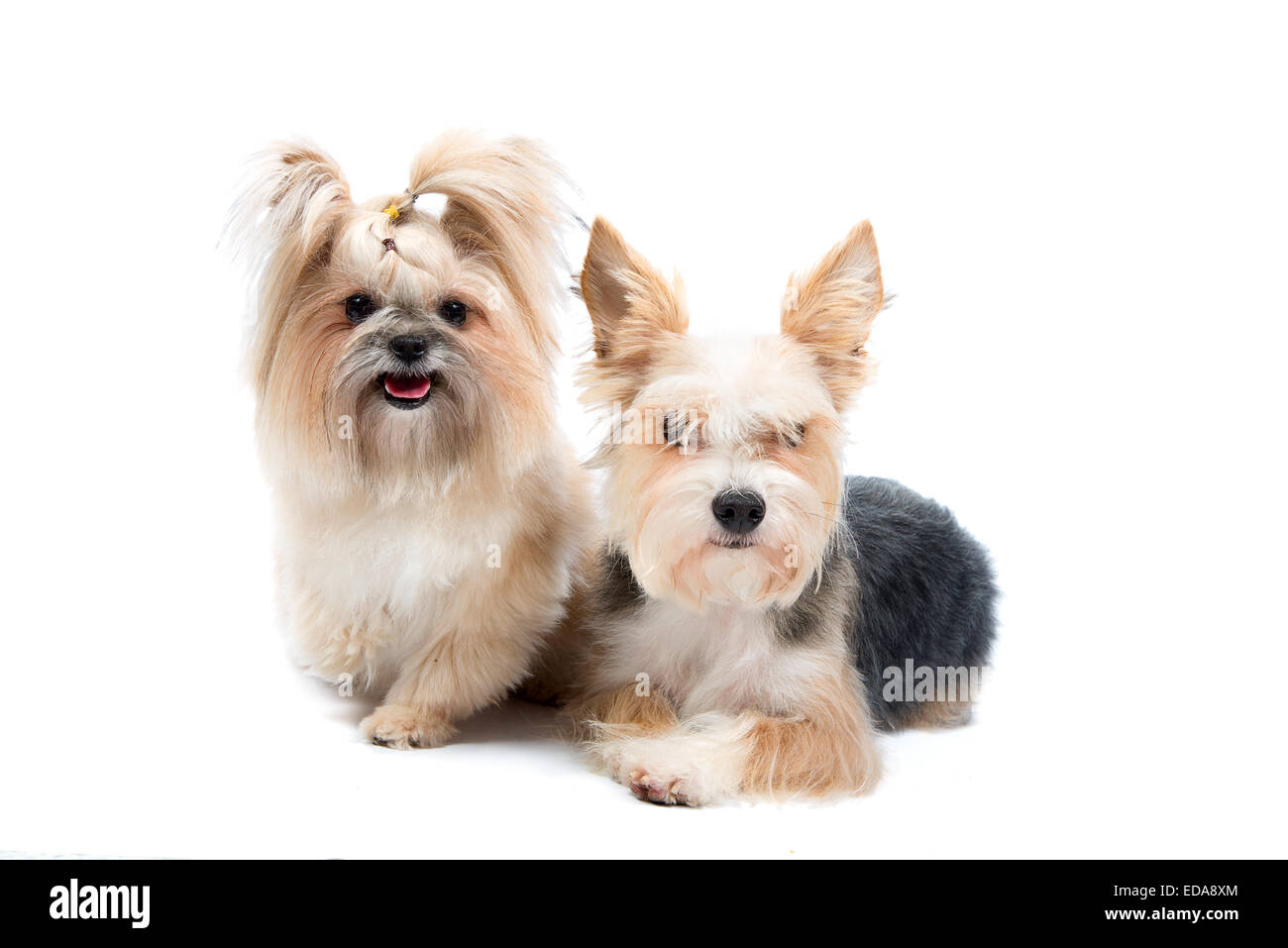 Pair of dogs Cut Out Stock Images Pictures Alamy