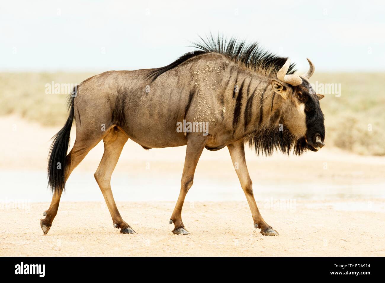 Profile of a Blue Wildebeest pictured in Etosha National Park, Namibia, Africa Stock Photo