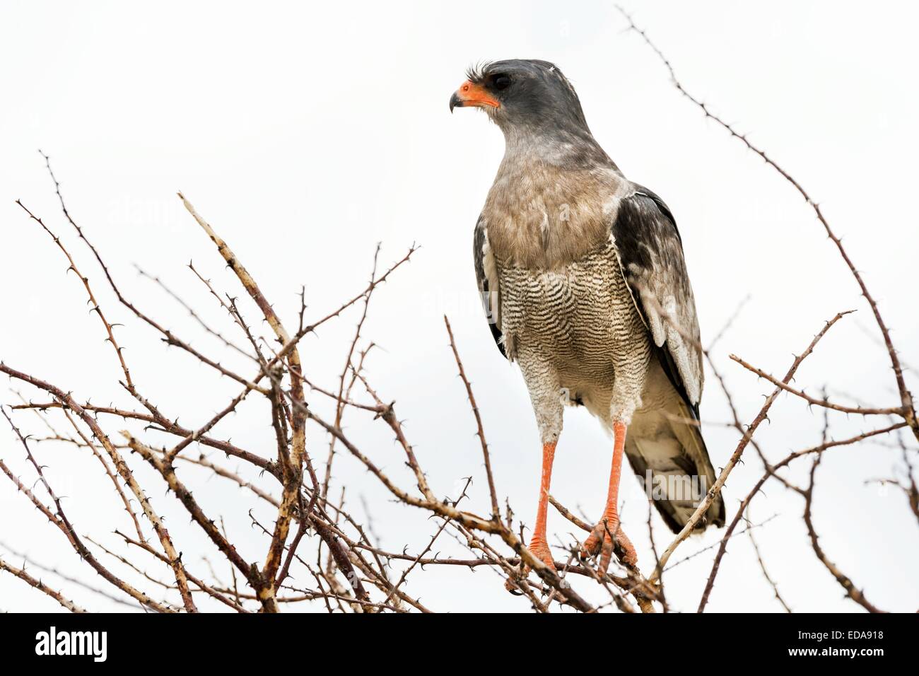Southern pale chanting goshawk perching in a thorny tree in Etosha, Namibia, Africa. Stock Photo