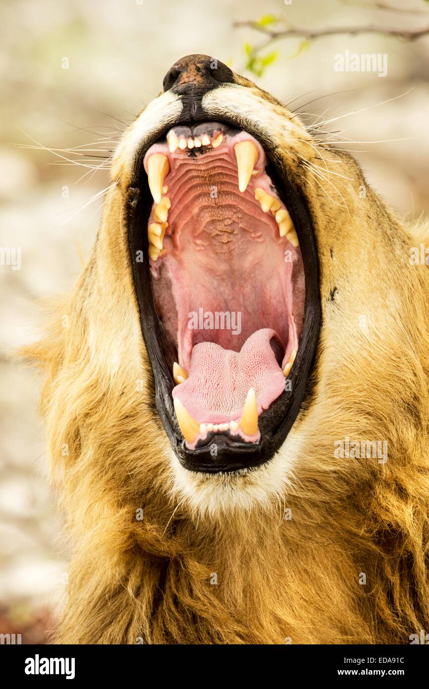 Wild male lion yawns in Etosha National Park, Namibia, Africa.  Showing close up of mouth, teeth and tongue. Stock Photo