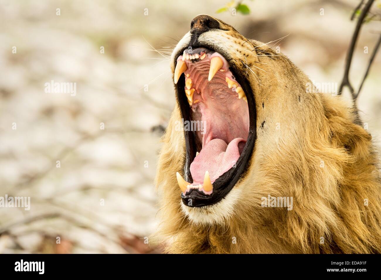See the source image