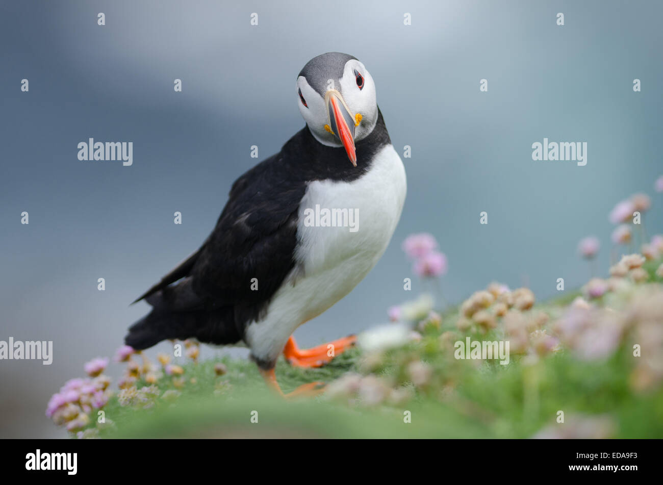 The Atlantic puffin (Fratercula arctica), also known as the common puffin Stock Photo