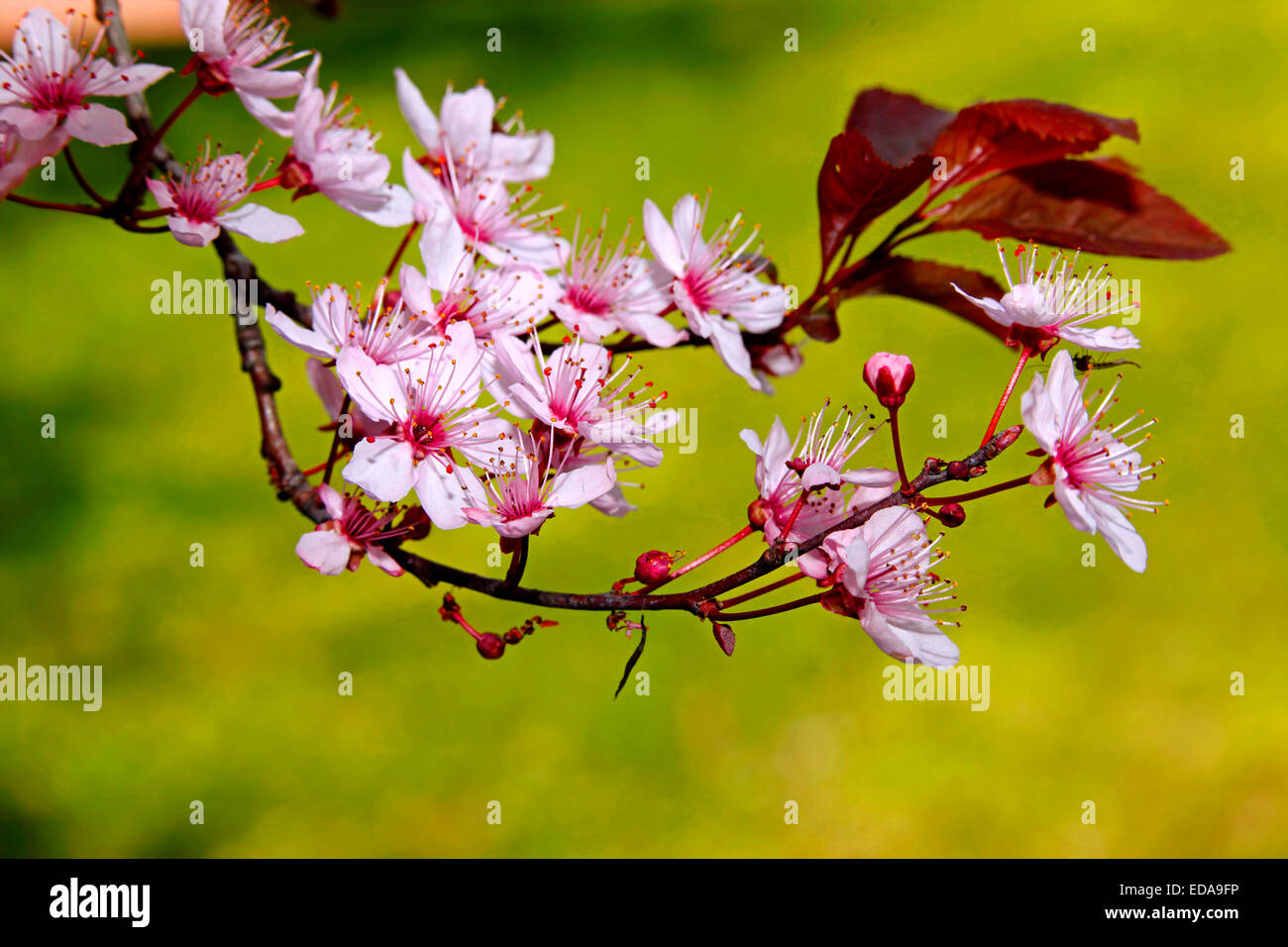 Branch of Myrobalan Plum (Prunus cerasifera) blossoms Stock Photo