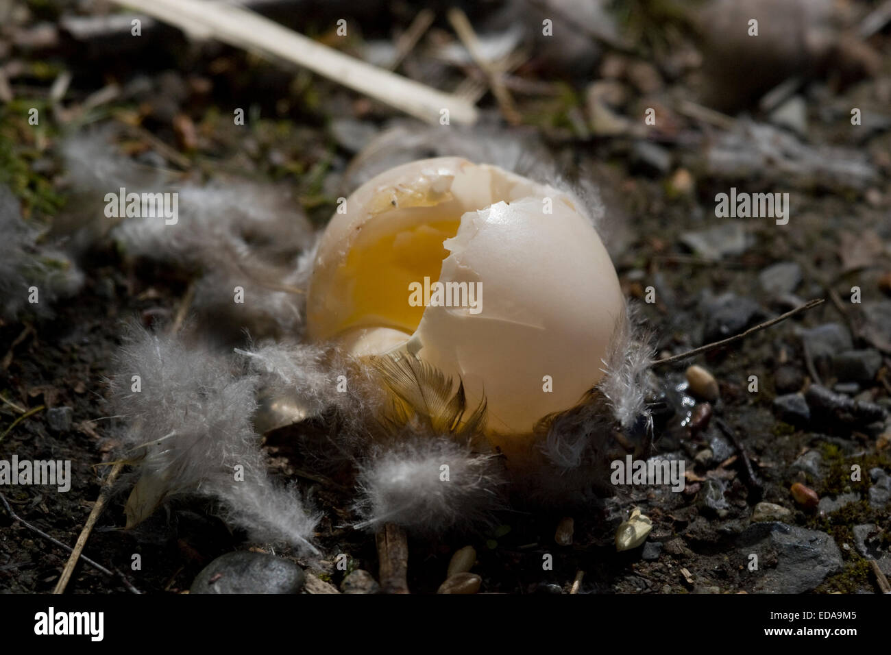 Canada Goose Egg, Reifel Migratory Bird Sanctuary, British Columbia Stock Photo