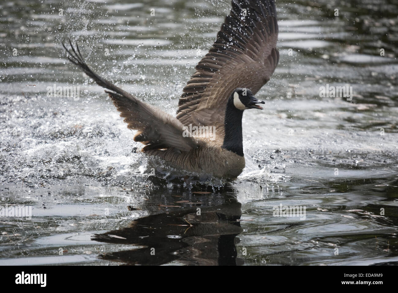 Canada top goose olympia
