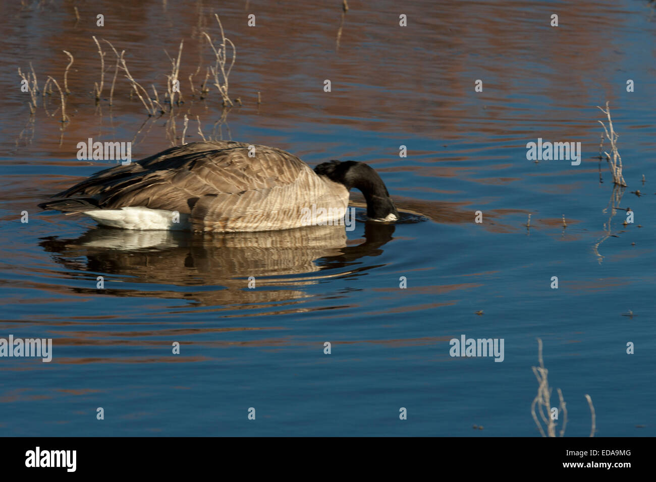 Canada Goose at Sunset, Bosque del Apache National Wildlife Refuge Area, New Mexico Stock Photo
