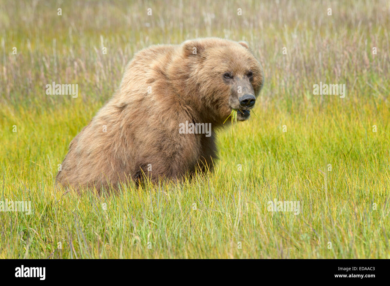 Female Brown Bear sitting in a green meadow eating grass Stock Photo