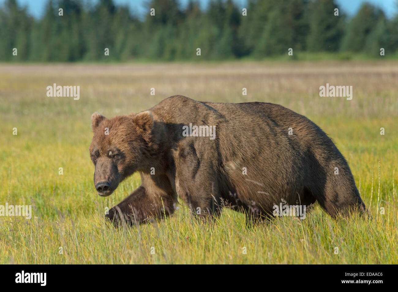 Male Brown Bear striding through grassy meadow Stock Photo