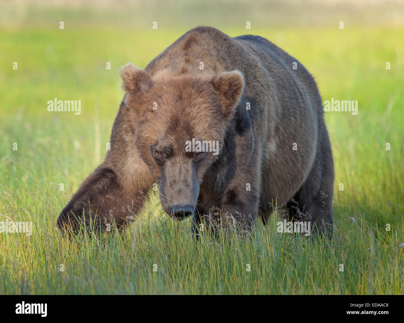 Male Brown Bear with a threatening look coming towards the camera Stock Photo