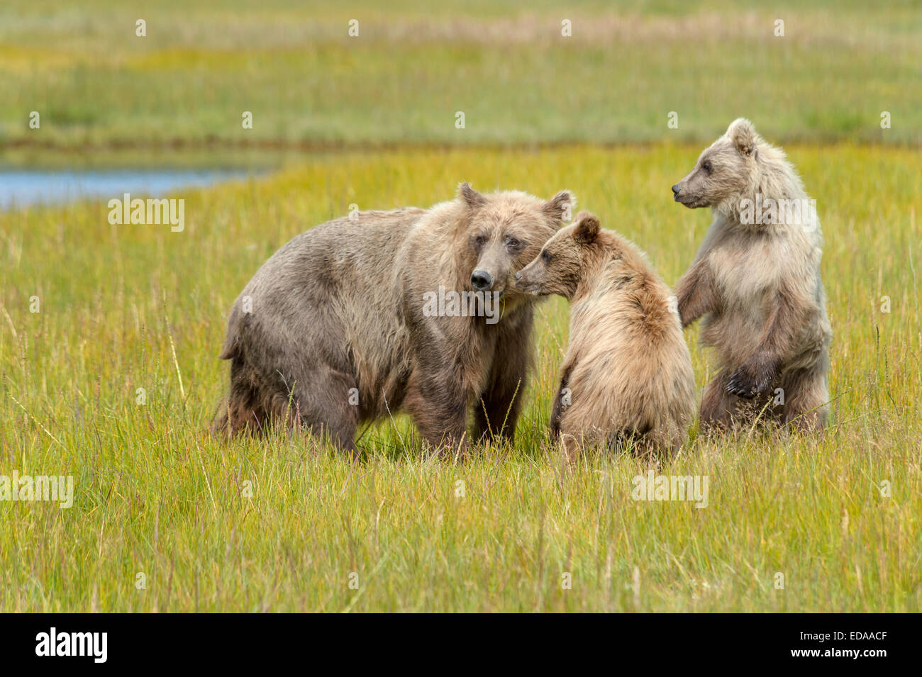 Brown Bear sow and cubs at attention in a grassy meadow Stock Photo