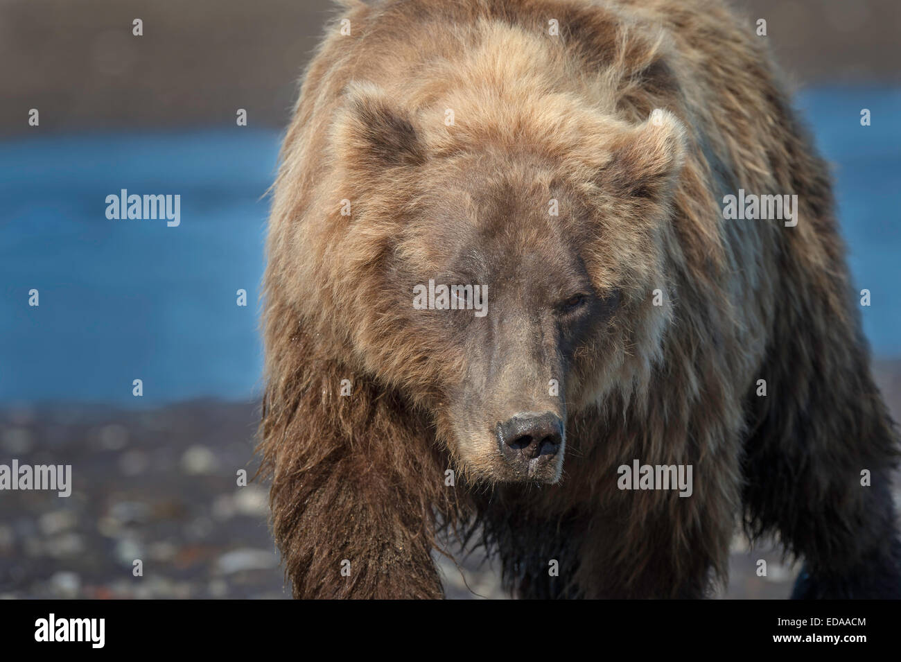 Closeup of large Brown Bear walking into camera at Lake Clark National Park in Alaska Stock Photo