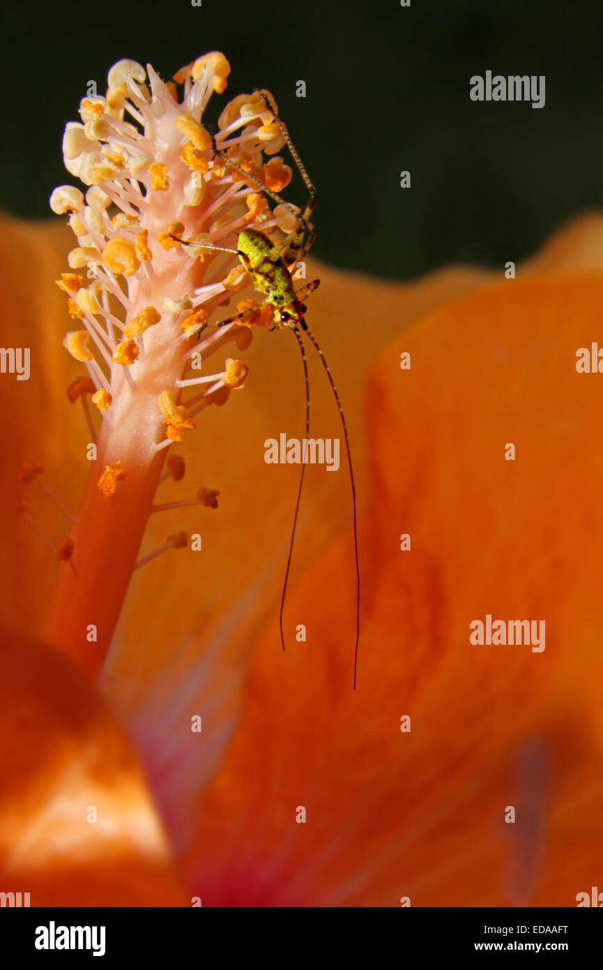 Nymph (Neanide) of katydid crickets (Phaneroptera nana) on a pistil of Hibiscus flower Stock Photo