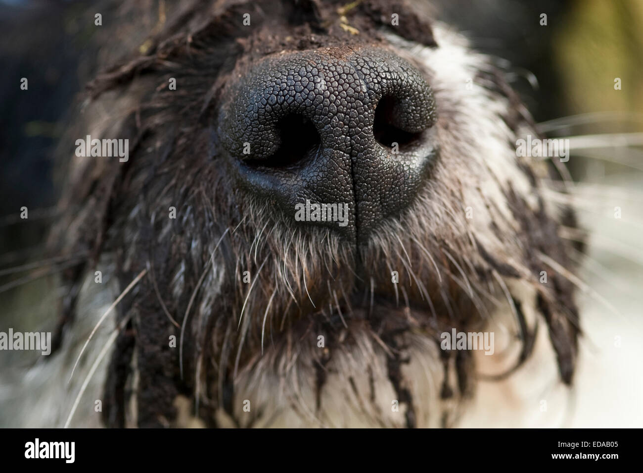 Dog with muddy snout Jack Russell Mix Stock Photo