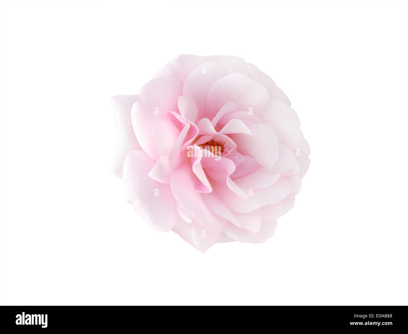 bright beautiful pink rose Stock Photo - Alamy