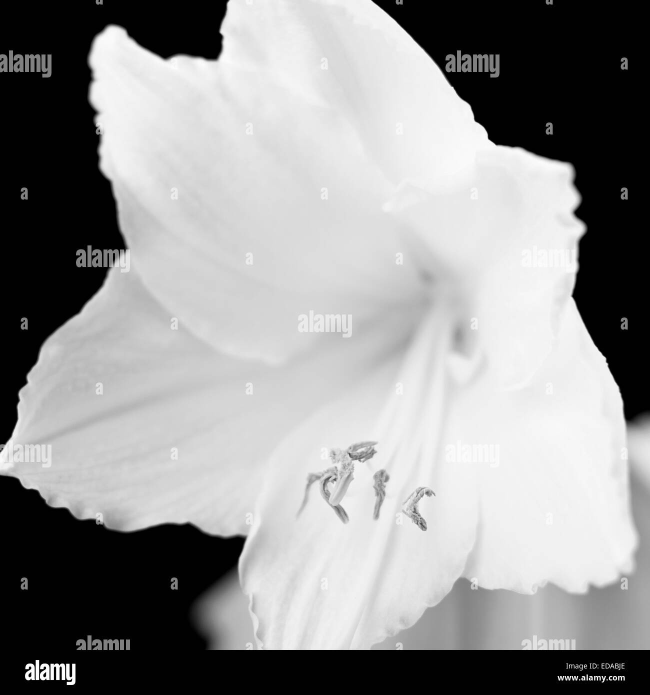 Beautiful white amaryllis flower bloom on black background. Stock Photo