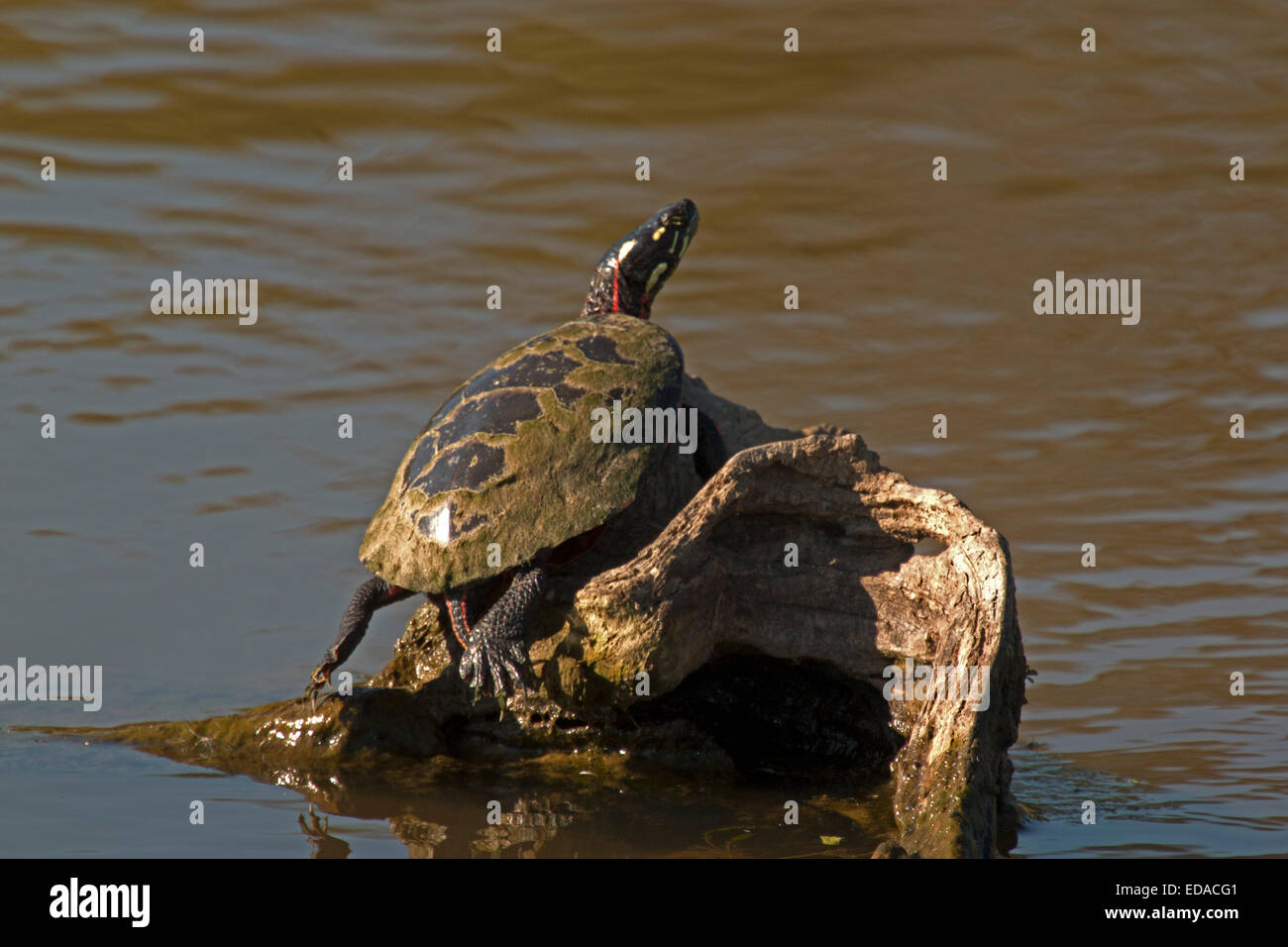 painted turtle. Chrysemys picta, Virginia Stock Photo Alamy