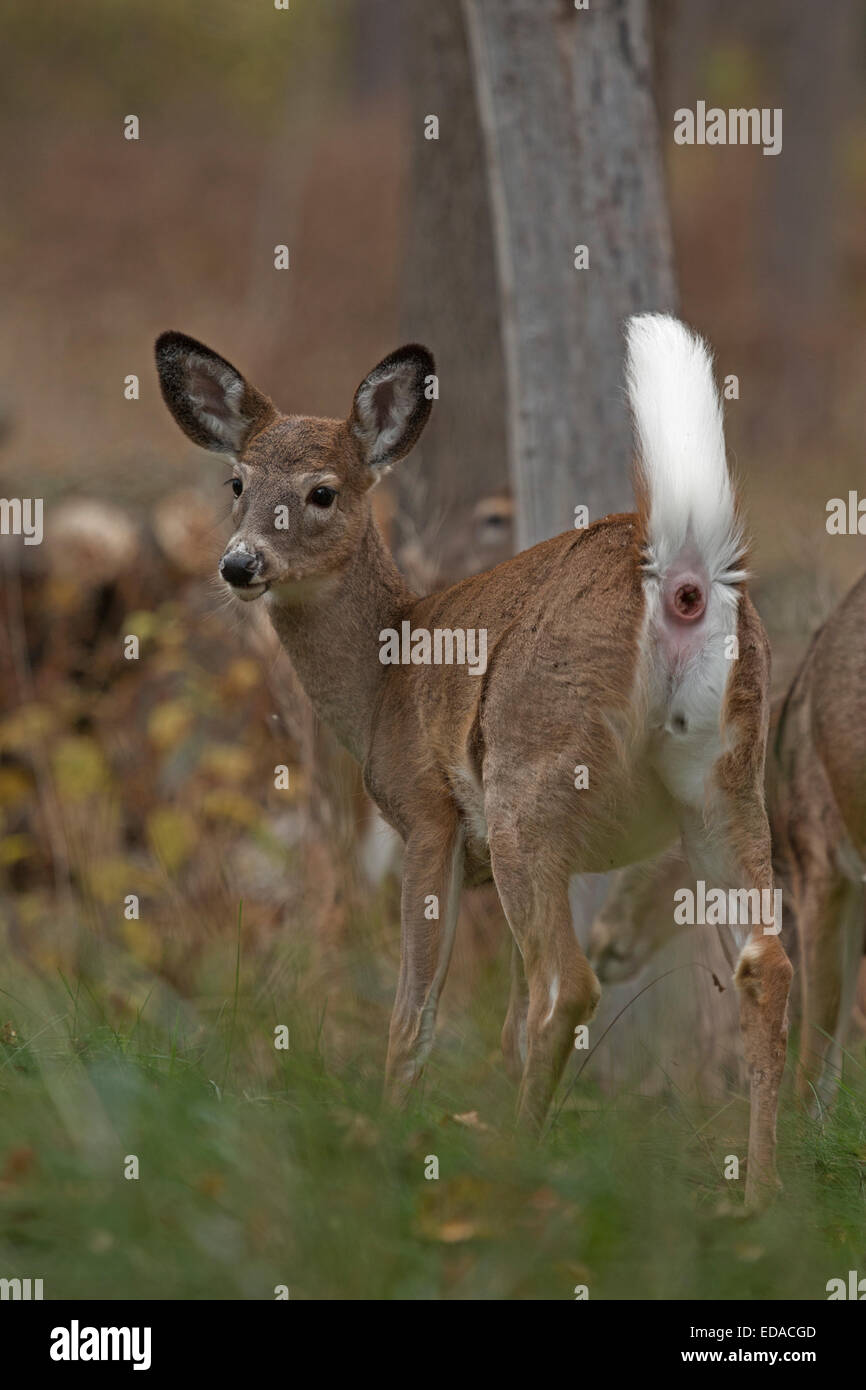 white-tailed deer, Odocoileus virginianus Stock Photo
