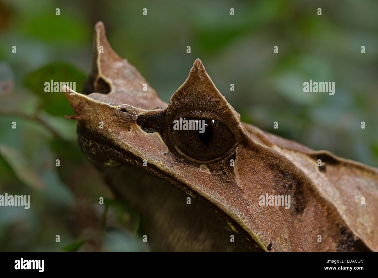 long-nosed horned frog (Megophrys nasuta), also known as the Malayan horned frog or Malayan leaf frog, captive Stock Photo