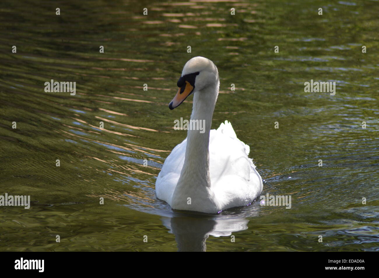 White swan swimming in dark water Stock Photo