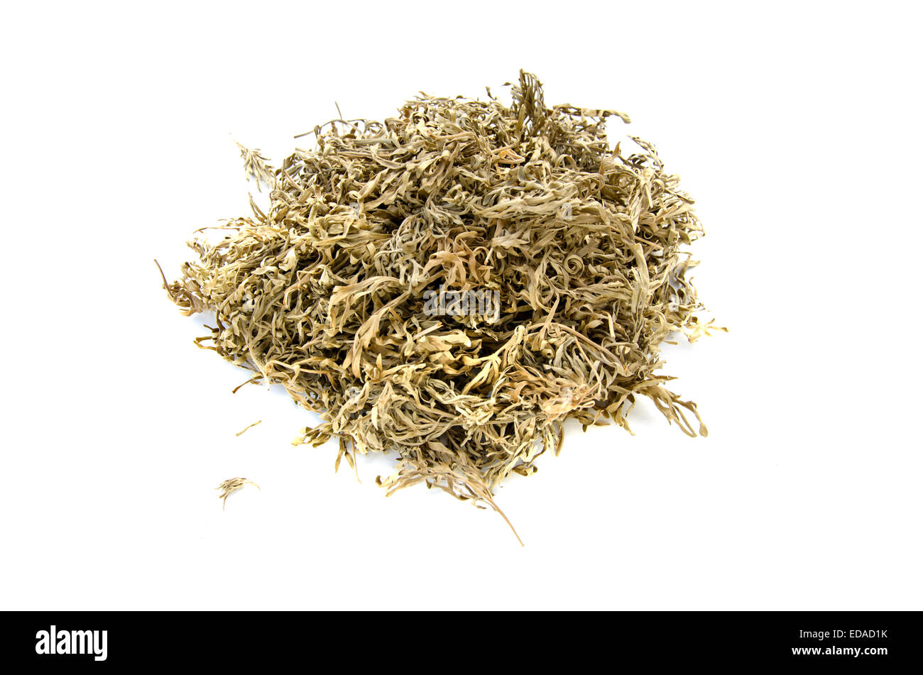 dry dried sagebrush absinthe wormwood medical herbs isolated on white