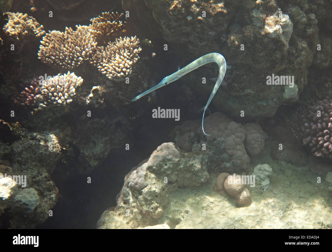 Bluespotted Stock Photo Alamy