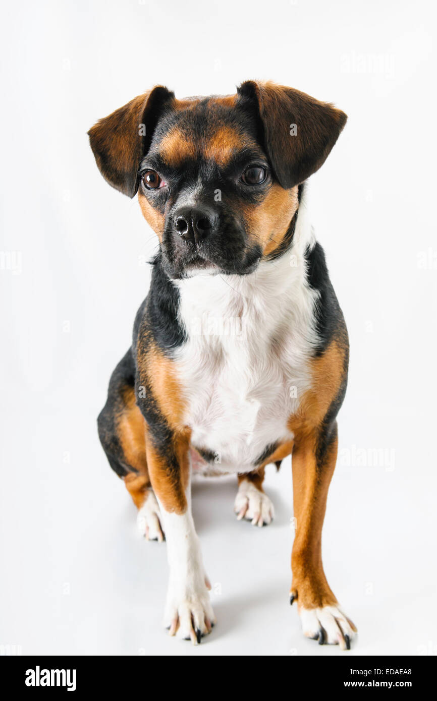 Boston terrier and beagle cheap mix