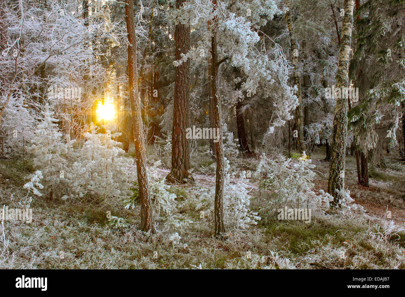 Landscape winter forest bright hi-res stock photography and images - Alamy