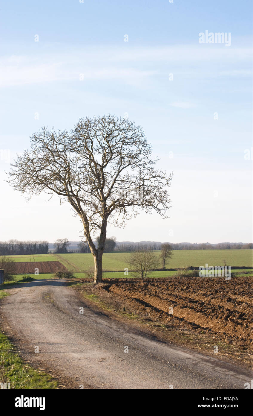 Lone tree landscape, Charente, France Stock Photo