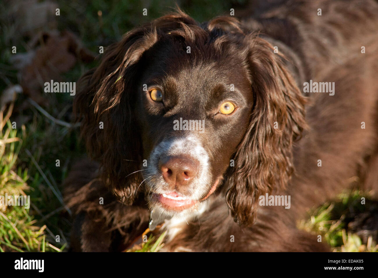 Working Cockers High Resolution Stock Photography and Images - Alamy