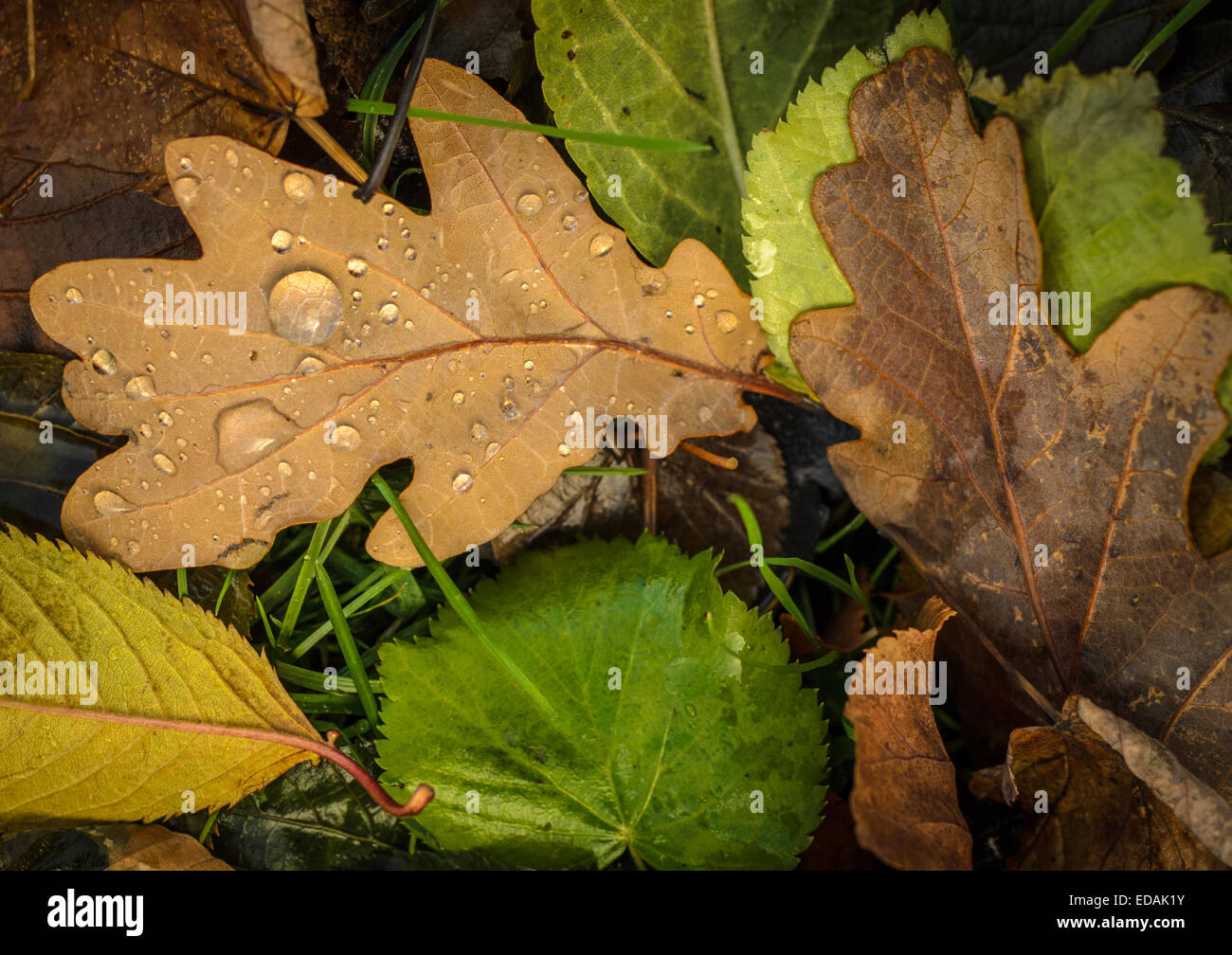 Wet Autumn Leaves Stock Photo